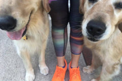 Request Quote: The Sporty Dog Pet Services  - Colorado Springs, CO