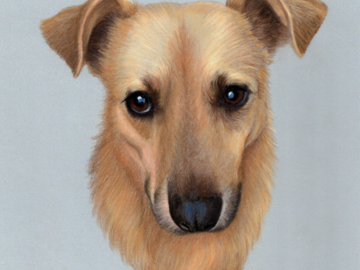 Pastel portrait of a dog by Heather Mitchell