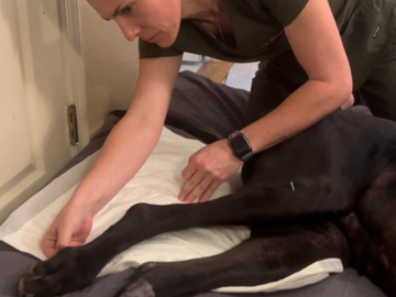Dr A giving acupuncture to Molly who had an FCE (spinal cord stroke)