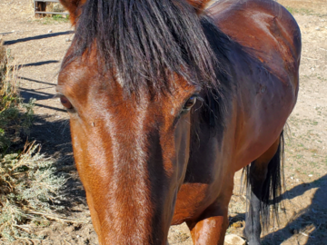 Gunner, a Wild Mustang in Nevada