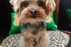 Request Quote: Le Pucci Bijou Dog Grooming Parlor - Amarillo, TX