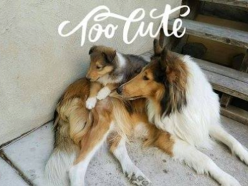 Cute Dogs