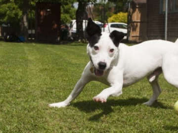 Dog Playing
