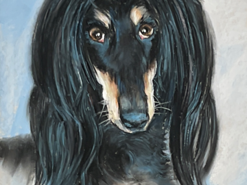 This is JACK, a Saluki. Commissioned from Chambersburg, PA