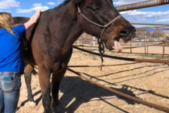 Request Quote: Equi-IX | Brooke Simons | Equine Homeopathic Care - Nationwide