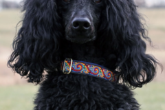 Request Quote: Paws Up Dog Training - In Home K9 Training - Huntington, NY
