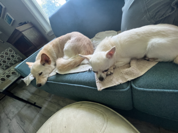 Relaxing at Furever Pet Care In Home Dog Boarding