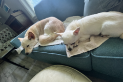 Request Quote: Furever Pet Care - Dog Boarding by a Certified Dog Trainer - Niagara Falls, ONLJP