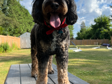 Back yard at Furever Pet Care