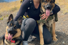 Request Quote: Dog Brain - Certified Professional Private Dog Trainer - Rocky View, ABTBL