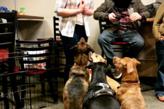 Request Quote: The Positive Pup - Certified Dog Training Service - Chicago, IL