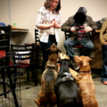 The Positive Pup - Certified Dog Training Service - Chicago, IL