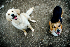 Request Quote: Prima Dogga LLC - Dog Training Service - Shelburne, VT
