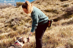 Request Quote: Beezy's Pack, Inc. - Dog Training and Canine Behavior  - Redding, CT