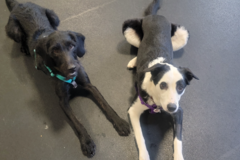 Request Quote: Friends For Life - Holistic Dog Training  - Evergreen, CO