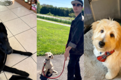 Request Quote: Olivia Steinrock Dog Training  - Baltimore, MD