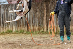 Request Quote: Certified Professional Private Dog Trainer - Austin, TX