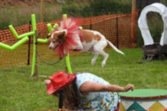 Request Quote: Go Dog Go! Dog Training Service - Black Creek, BCVJH