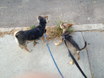 My Dogs