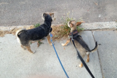Request Quote: Freelance Pet Sitter and Dog Walker - Brooklyn, NY