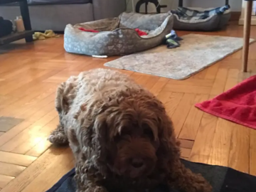A Rover customer's dog