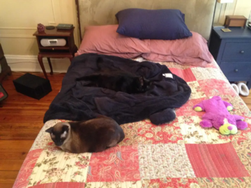 A former colleagues cats