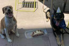 Request Quote: Serene Dog Care, LLC - Dog Grooming Service - Nashville, TN