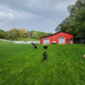 Freedom Farm Boarding and Training - Dog Boarding Care - McHenry, IL