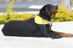 Request Quote: Shambala Dog LLC - Certified Private Dog Trainer - Denver, CO