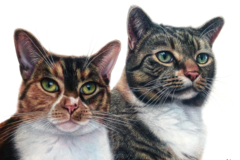 Request Quote: Alix Fuerst Art - Pet Portrait Artist - Medford, MA - Nationwide