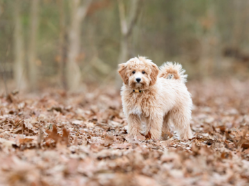 Goldendoodle Puppy in the woodland leaves