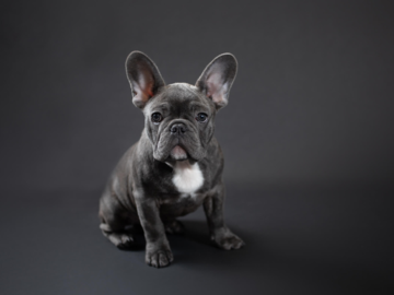 French Bulldog pupp\y in Emerald Moon Photography Studio on black backdrop