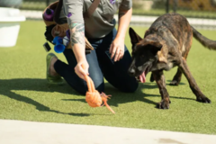 Request Quote: PetSuites Greenwood - Private Dog Training - Greenwood, IN