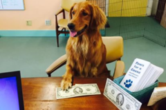 Request Quote: ProDog Hawaii - CCPDT Certified Private Dog Trainer - Kaneohe, HI