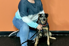 Request Quote: The Clever Canine - CCPDT Private Dog Trainers - Reedsville, WV
