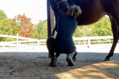 Request Quote: Maitriveda Wellness - Equine Massage Therapist - Waxhaw, NC