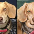 Pet Portraits by Rachel - Nationwide