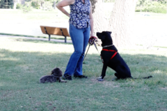 Request Quote: Amazing Pawsibilities - CCPDT Certified Private Dog Trainer - Denver, CO