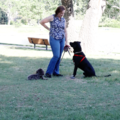Amazing Pawsibilities - CCPDT Certified Private Dog Trainer - Denver, CO