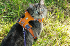 Request Quote: Pawesome Pet Services - Certified Private Dog Training  - Corvallis, OR