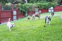 Request Quote: Happy Dogs Maui - Dog Boarding & Doggy Daycare - Wailuku, HI