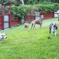 Happy Dogs Maui - Dog Boarding & Doggy Daycare - Wailuku, HI