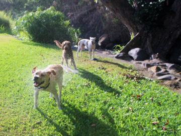 Dogs playing down by the stream