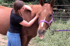 Request Quote: Equine Bodywork by Laura Herman - Equine Massage Therapy - Vancouver, WA