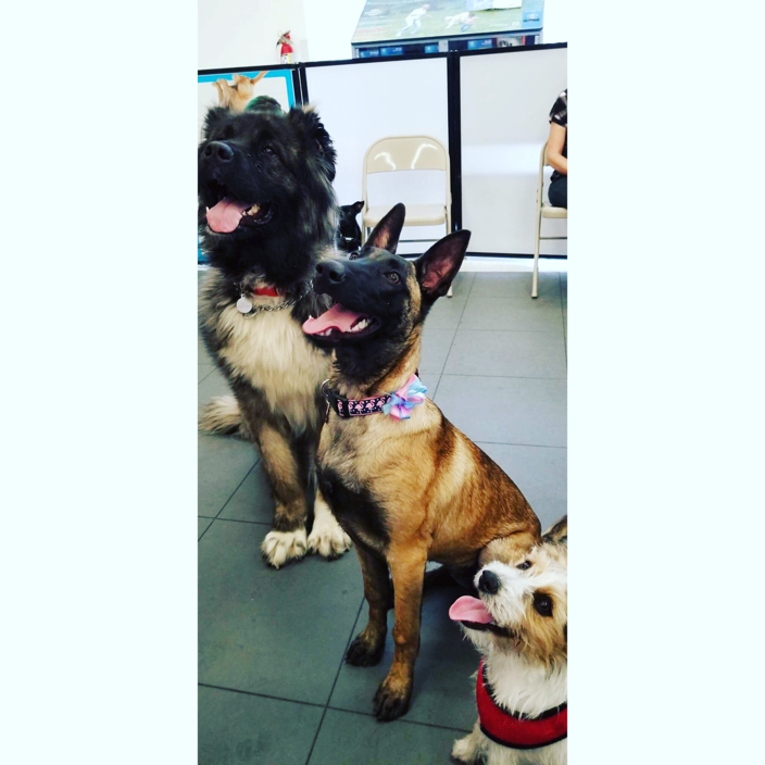 Reno, NV Dogz CCPDT Certified Dog Trainers