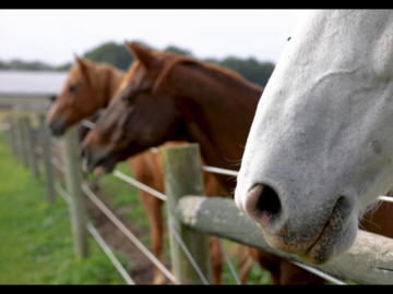 Happy Horses!