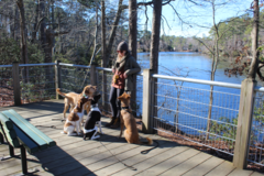 Request Quote: Lucid K9 Training - Professional Private Dog Trainer - Norfolk, VA