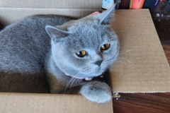 Request Quote: Waggin' West Pets - Dog Walking and Pet Sitting  - Rocklin, CA