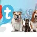 Chester Pet Club - Pet Sitting, Boarding, Daycare - El Paso, TX