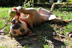 Request Quote: Maniac Mutts - CCPDT Certified Private Dog Training - Portland, OR